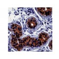 Cytokeratin 19 , A53-B/A2.26 , IgG2a - 1ml