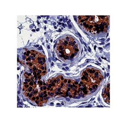 Cytokeratin 19 , A53-B/A2.26 , IgG2a - 1ml