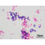 Crystal Violet (for Gram Stain) - 1L