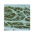Actin, muscle , HHF35 , IgG1 - 0.5ml