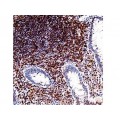 Monoclonal Mouse Antibody p27KIP1 , DCS-72.F6 , IgG1 - 0.5ml