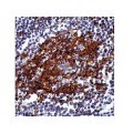 Monoclonal Mouse Antibody CD23, B Cell , 1B12 , IgG1 - 0.5ml
