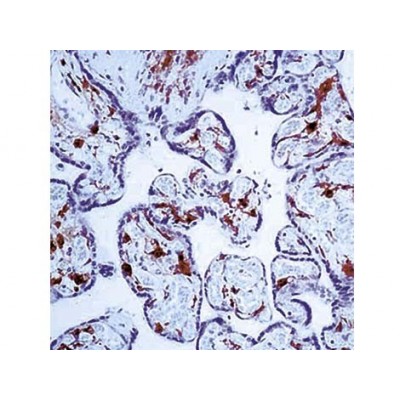 Monoclonal Mouse AntibodFactor XIIIa , AC-1A1 , IgG1 - 0.5ml