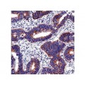 Monoclonal Mouse Antibody toPaxillin , 5H11 , IgG1 - 0.5ml