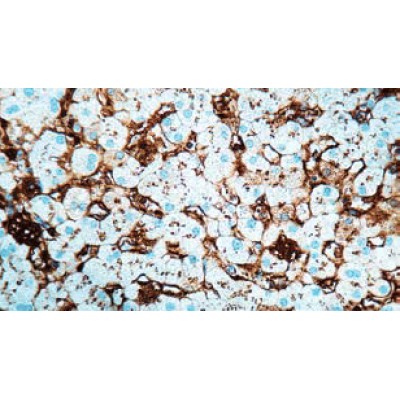 Albumin , Rabbit - 0.5ml