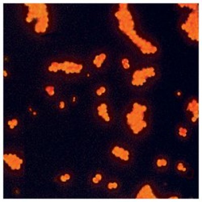 Auramine Decolouriser (Lempert) - 1L