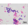 Crystal Violet (for Gram Stain) - 1L