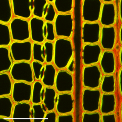 Acridine Orange in Acetate Buffer - 1L